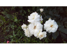 20150627 190525.jpg