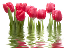 ���� ����-��������.jpg