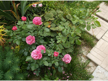 �������� �� �����