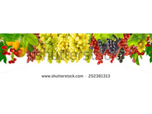 Stock-photo-isolated-image-of-grapes-in-the-garden-252381313.jpg