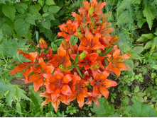 P1040011.JPG ����� ������� 20�