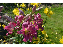 ���� 2015-27 004.JPG