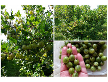 ��������� - 100�/����