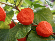 ������� 80