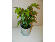 ����� ���������� ��������