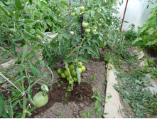 ��� ������