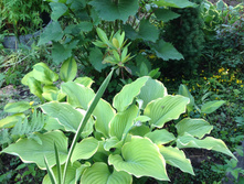 IMG 1190.JPG