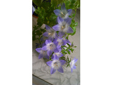 �������� .....)