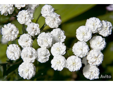 ������������� �������� ���������� 80