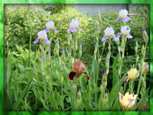 ���� ���� ���������.70