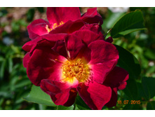 Weg der Sinne (������ 2014�)