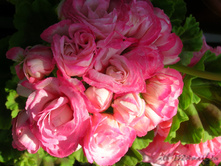 Fischers Appleblossom