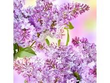 ���� ����-����������.jpg