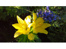 20150627 190318.jpg