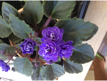 ��� ������ ���