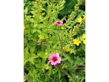 �������� �������