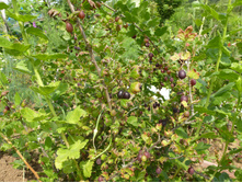 P1040032.JPG ������ ���������