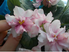 DSCN1139.JPG