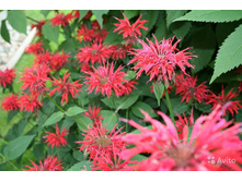 ������� (��������) 90