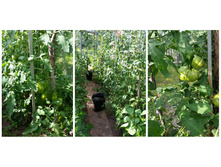 ����, ������ ,  ���������