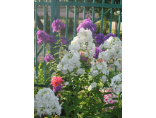 ������ �����