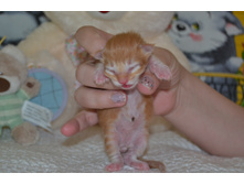 1 ������