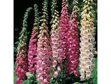 ����������� 70