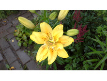 20150705 140113.jpg