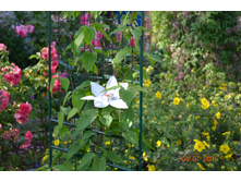 �����. ����� ������� ������.