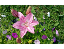 IMG 20150711 110615.jpg