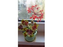 Vancouver Centennial