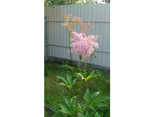 �������� ������� 80