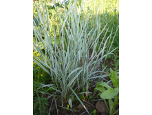 P1040099.JPG ������ ���������� 50�