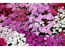 �������� �������� ����� 70