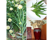 ��� ����� ( �����), ������ ������� ������, ������ �����