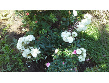 20150704 123611.jpg