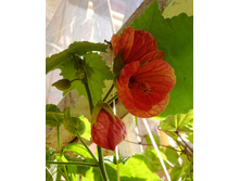 ��������� ��������