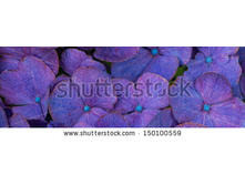 Stock-photo-banner-of-a-blue-hortensia-flower-close-up-150100559.jpg