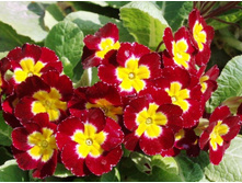 ������� ��������.100