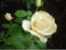 �� ���� �����