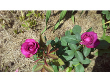 20150620 132913.jpg
