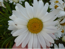 P1040092.JPG �������(������) 20�