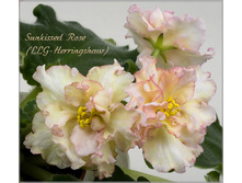 Sunkissed rose ( ����)