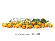 Stock-photo--fine-roses-200591699.jpg
