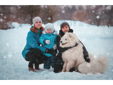 Samoyed (11).jpg