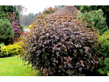 ������������� ������������� '�������' 120