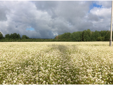 ����, ������� �������… ))