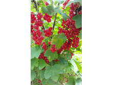 IMG 20150715 124442.jpg