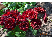 ��� ���������