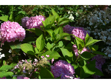 ���� 2015-27 088.JPG